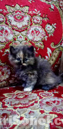 Tortoiseshell Female Kitten